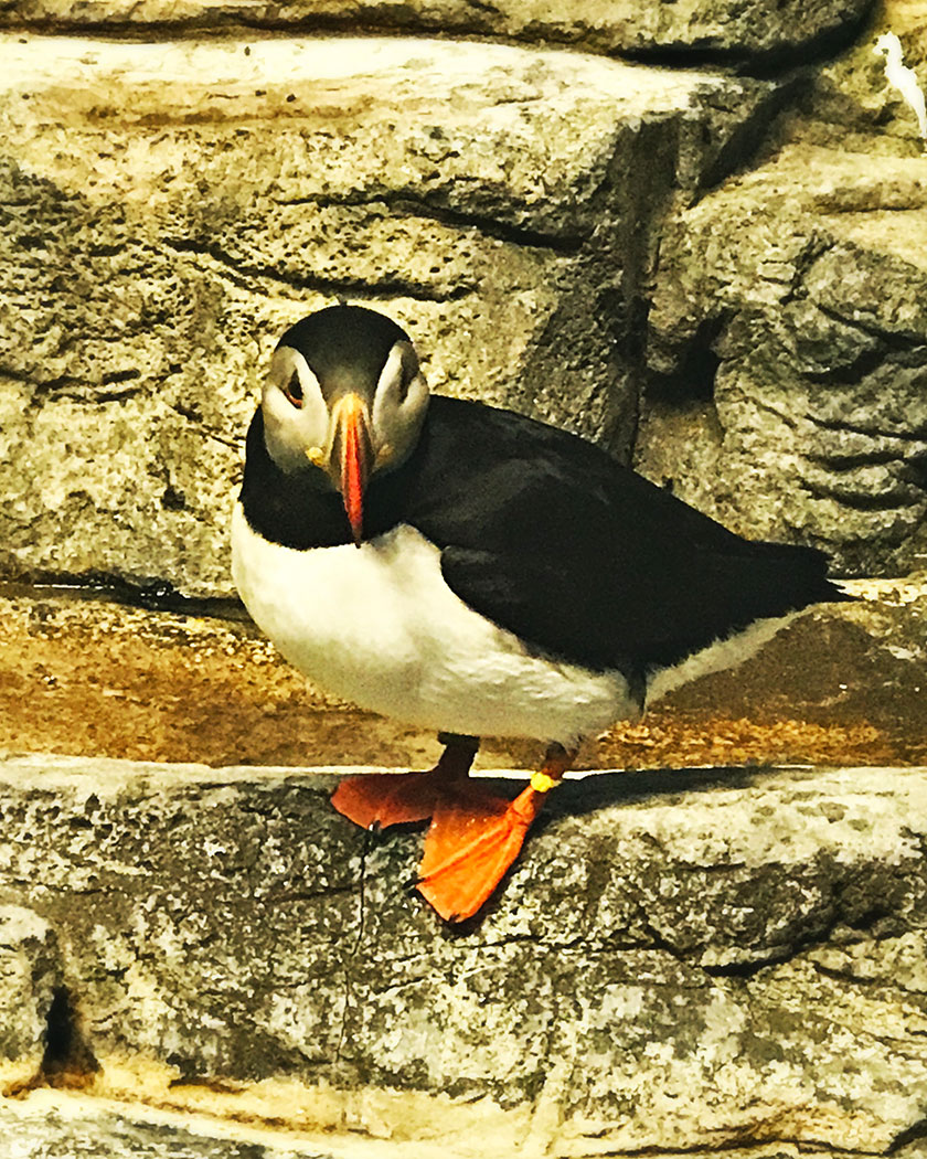 MTLCompass-Puffin-Bird-Space-For-Life-Montreal